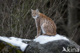 Euraziatische lynx (Lynx lynx)