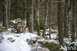 Euraziatische lynx (Lynx lynx)