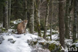 Euraziatische lynx (Lynx lynx)