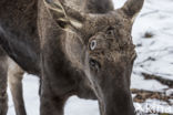 Elk (Alces alces)