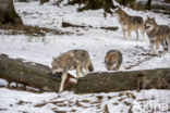 Grey Wolf (Canis lupus)