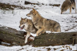 Grey Wolf (Canis lupus)