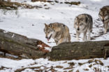 Grey Wolf (Canis lupus)