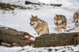 Grey Wolf (Canis lupus)