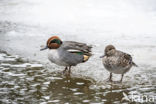 Green-winged Teal (Anas crecca)