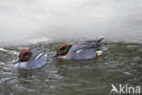 Green-winged Teal (Anas crecca)