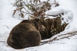 Bruine beer (Ursus arctos)