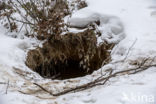 Bruine beer (Ursus arctos)