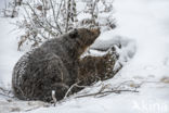 Bruine beer (Ursus arctos)