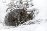 Bruine beer (Ursus arctos)