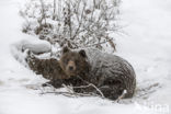 Bruine beer (Ursus arctos)