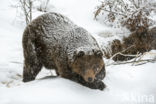 Bruine beer (Ursus arctos)