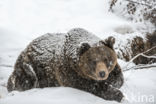 Bruine beer (Ursus arctos)