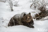 Brown Bear (Ursus arctos)