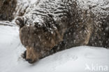 Bruine beer (Ursus arctos)