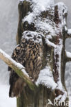 Eurasian Eagle-Owl (Bubo bubo)