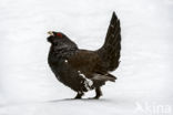 Eurasian Capercaillie (Tetrao urogallus)