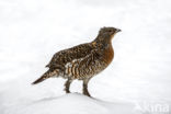 Eurasian Capercaillie (Tetrao urogallus)