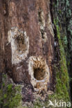 Black Woodpecker (Dryocopus martius)