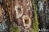 Black Woodpecker (Dryocopus martius)