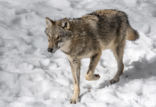 Grey Wolf (Canis lupus)