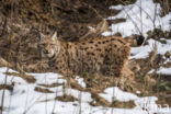 Euraziatische lynx (Lynx lynx)