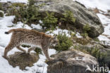 Euraziatische lynx (Lynx lynx)