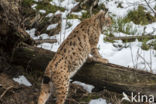 Euraziatische lynx (Lynx lynx)