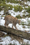 Euraziatische lynx (Lynx lynx)