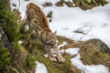 Eurasian Lynx (Lynx lynx)