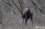 Elk (Alces alces)