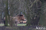 Przewalskipaard (Equus przewalskii)