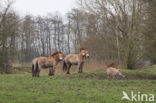 Przewalskipaard (Equus przewalskii)