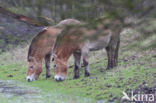 Przewalskipaard (Equus przewalskii)