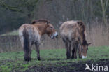 Przewalskipaard (Equus przewalskii)