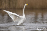 Whooper Swan (Cygnus cygnus)