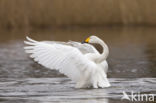 Whooper Swan (Cygnus cygnus)