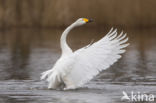 Whooper Swan (Cygnus cygnus)