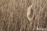 Bittern (Botaurus stellaris)