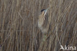 Bittern (Botaurus stellaris)