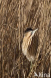 Bittern (Botaurus stellaris)