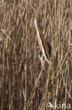 Bittern (Botaurus stellaris)