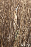 Bittern (Botaurus stellaris)