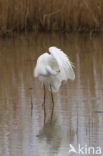 Grote Zilverreiger (Ardea alba)