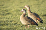 Egyptian Goose (Alopochen aegyptiaca)