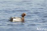 Wigeon (Anas penelope)