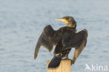 Aalscholver (Phalacrocorax carbo)