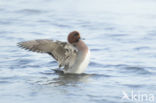 Wigeon (Anas penelope)