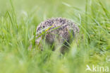 Hedgehog (Erinaceus europaeus)