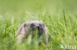 Hedgehog (Erinaceus europaeus)